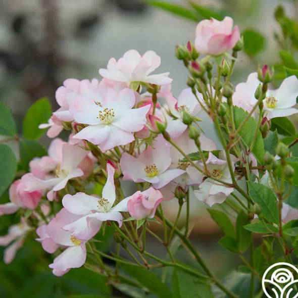 Heirloom Roses Blushing Dogwood Sale