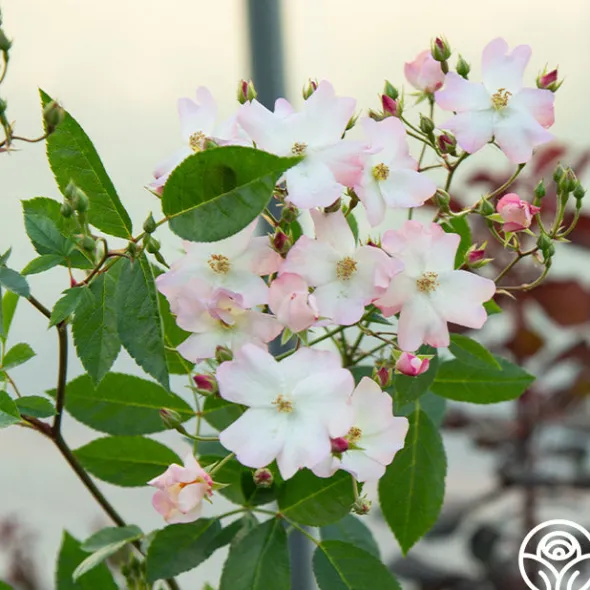 Heirloom Roses Blushing Dogwood Sale