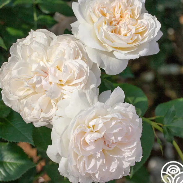 Heirloom Roses Bolero™ Discount
