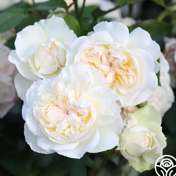 Heirloom Roses Bolero™ Discount