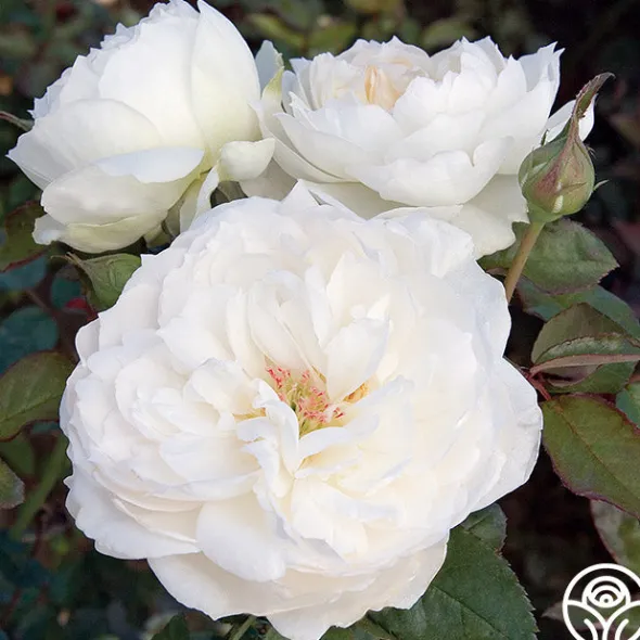 Heirloom Roses Bolero™ Discount