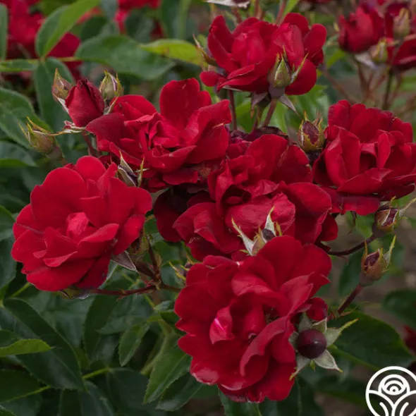 Heirloom Roses Brick House™ Outlet