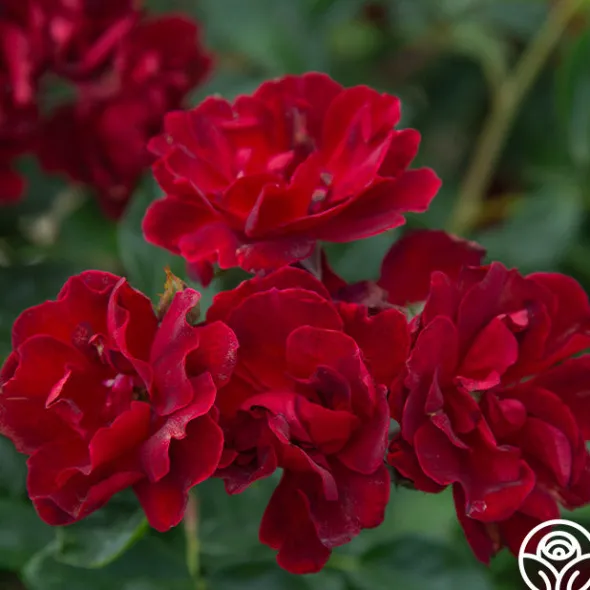 Heirloom Roses Brick House™ Outlet