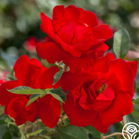 Heirloom Roses Brick House™ Outlet
