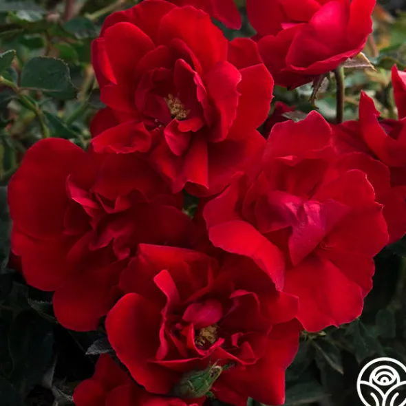 Heirloom Roses Brick House™ Outlet