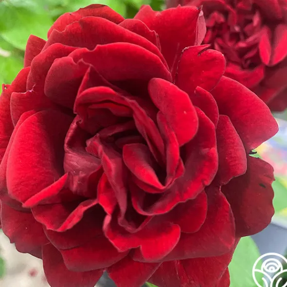 Heirloom Roses Brick House™ Outlet