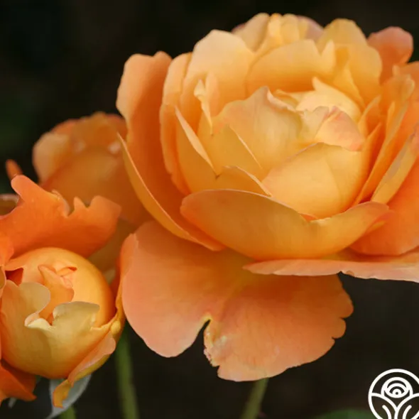Heirloom Roses Bronze Star™ Outlet
