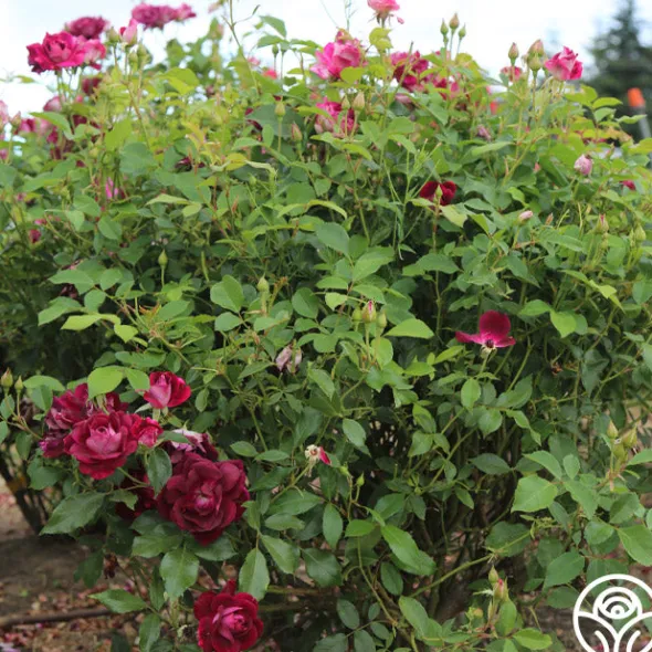 Heirloom Roses Burgundy Iceberg™ Best