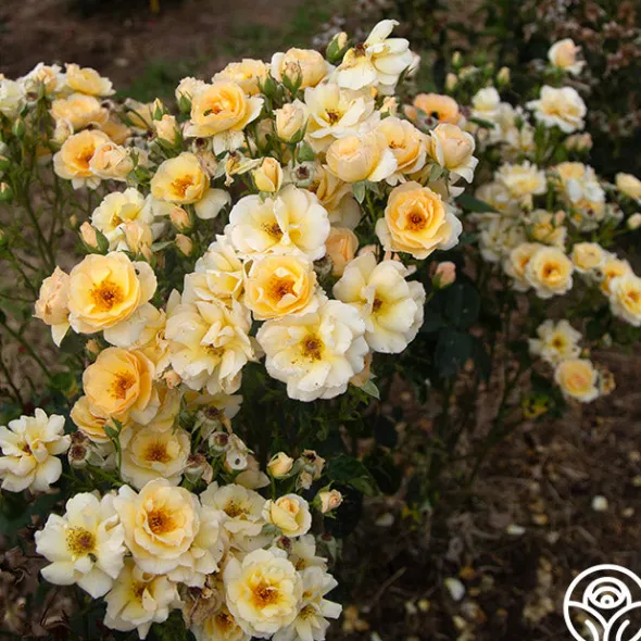 Heirloom Roses By Appointment™ Sale