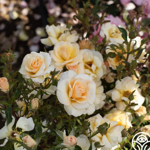 Heirloom Roses By Appointment™ Sale