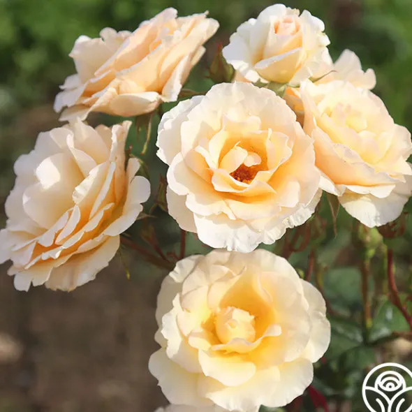 Heirloom Roses By Appointment™ Sale