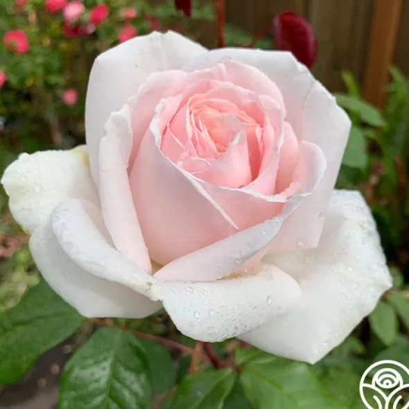 Heirloom Roses Cameo Perfume™ Online