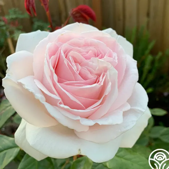 Heirloom Roses Cameo Perfume™ Online