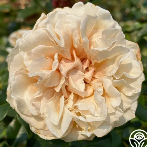 Heirloom Roses Caramel Kiss Outlet