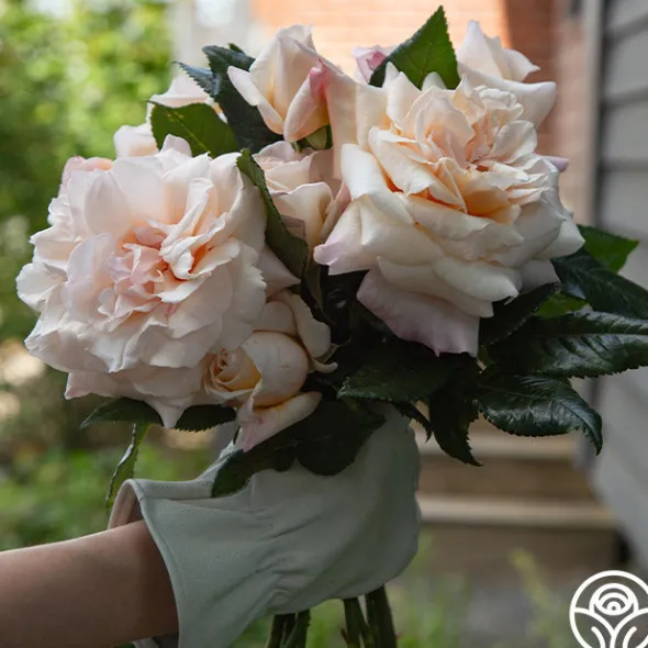 Heirloom Roses Caramel Kiss Outlet