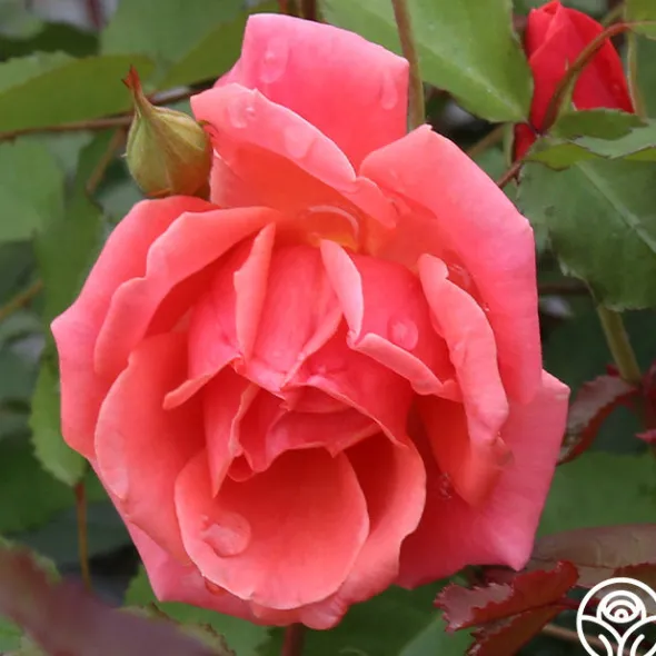 Heirloom Roses Carefree Celebration Online