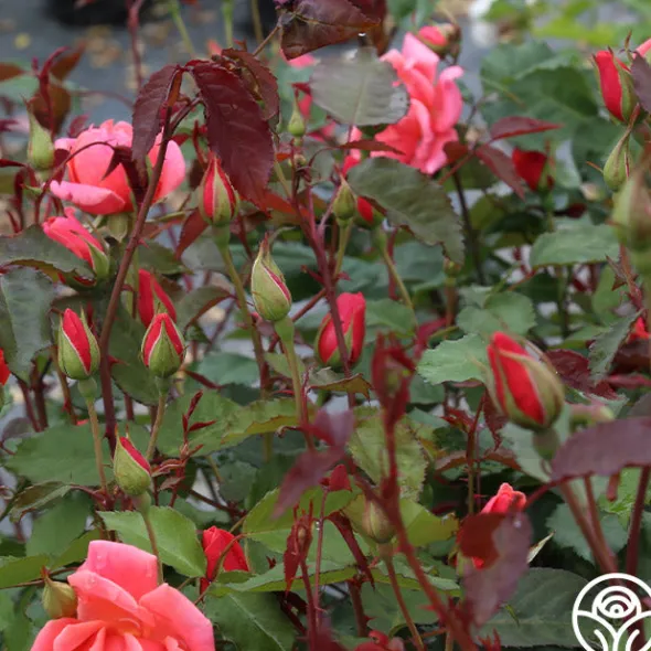 Heirloom Roses Carefree Celebration Online