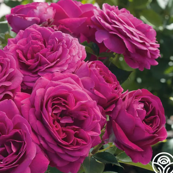 Heirloom Roses Celestial Night™ New