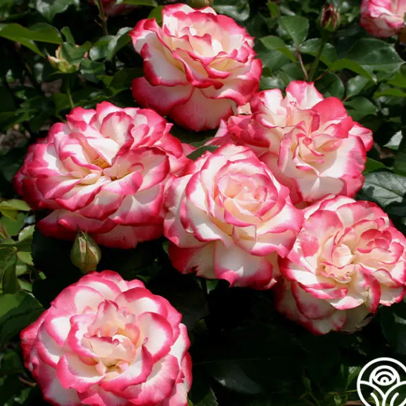 Heirloom Roses Cherry Parfait™ Hot