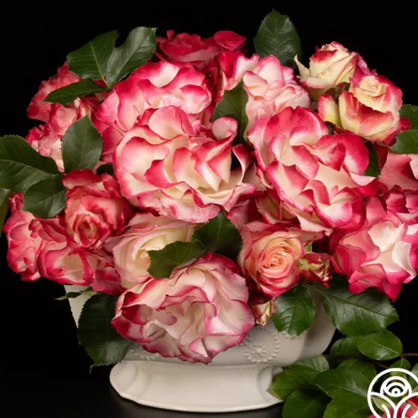 Heirloom Roses Cherry Parfait™ Hot