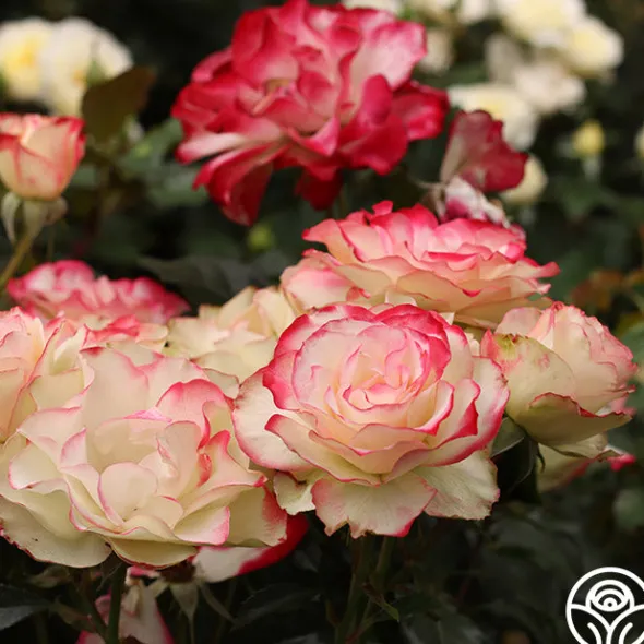 Heirloom Roses Cherry Parfait™ Hot