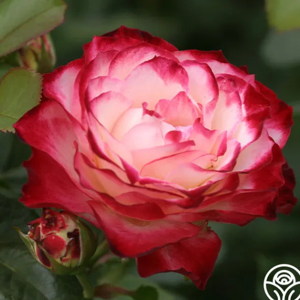 Heirloom Roses Cherry Parfait™ Hot