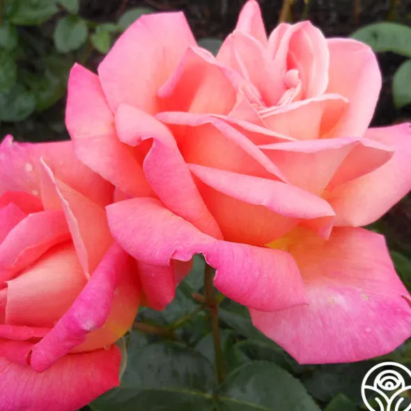 Heirloom Roses Chicago Peace®