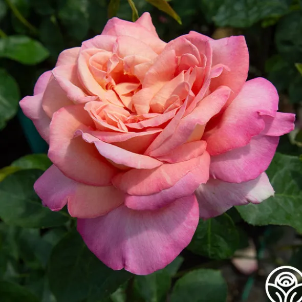 Heirloom Roses Chicago Peace®