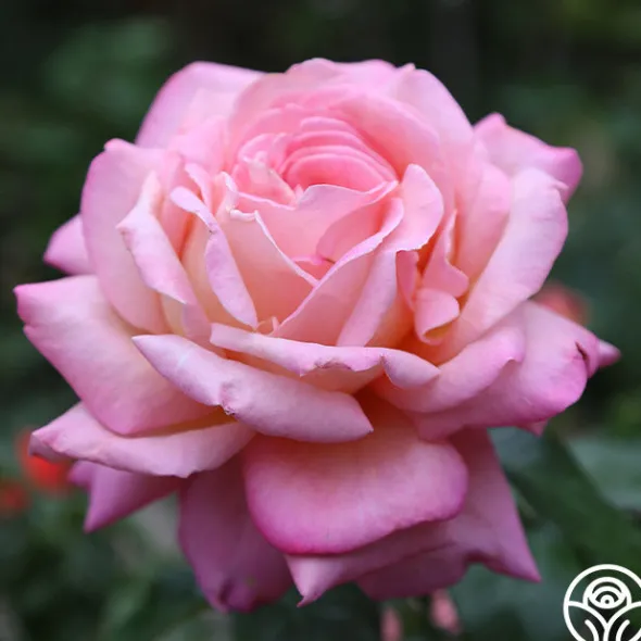 Heirloom Roses Chicago Peace®