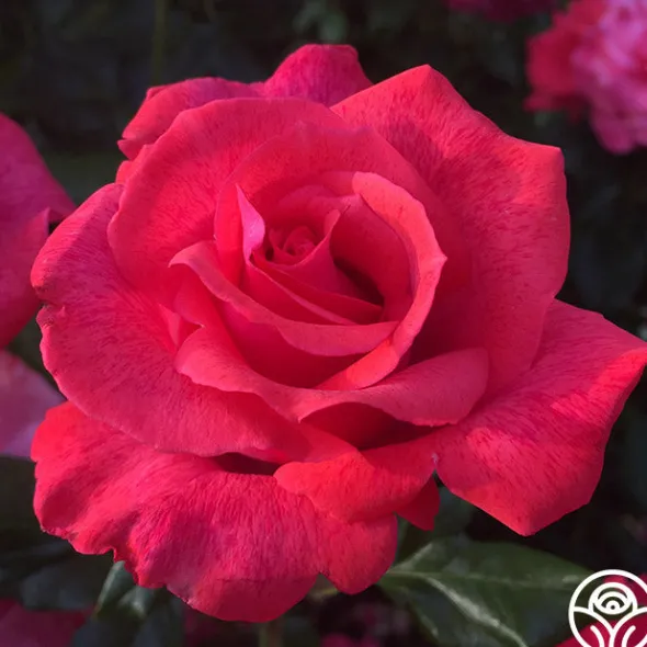 Heirloom Roses Cinnamon Dolce™ Outlet