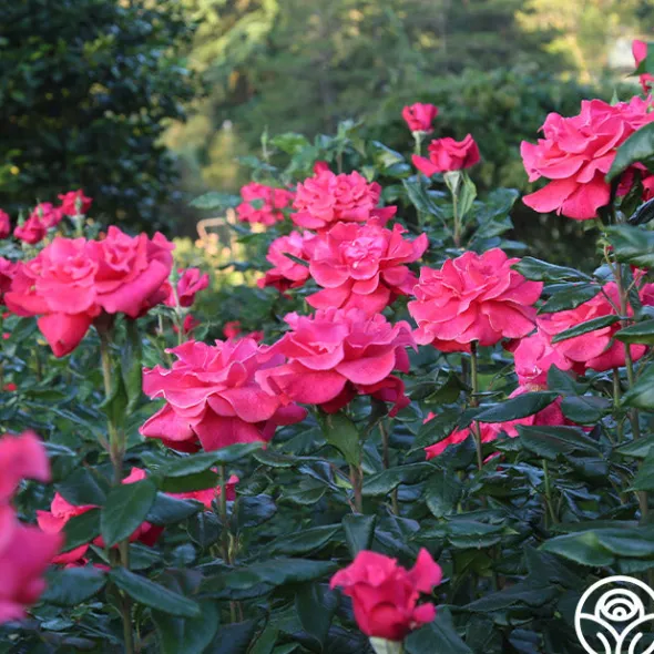 Heirloom Roses Cinnamon Dolce™ Outlet