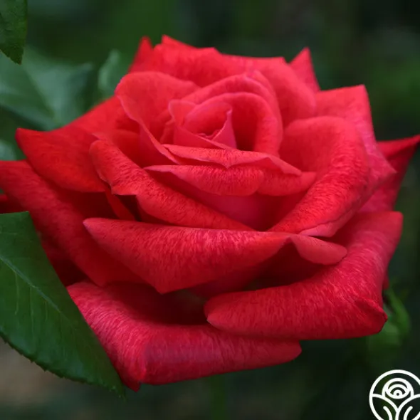 Heirloom Roses Cinnamon Dolce™ Outlet