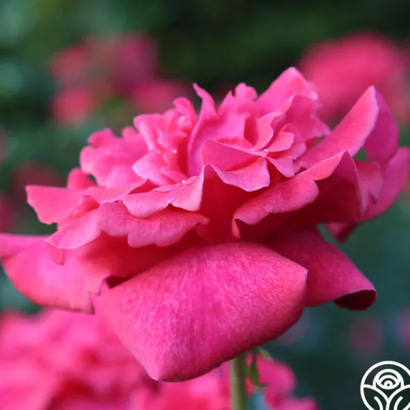 Heirloom Roses Cinnamon Dolce™ Outlet