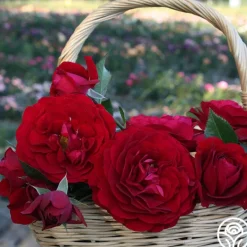 Heirloom Roses Citiscape® Bordeaux™ Online