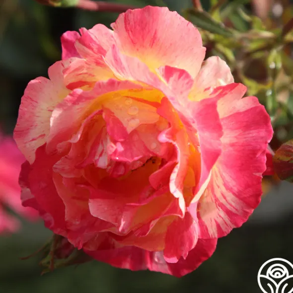 Heirloom Roses Citrus Splash™ Clearance