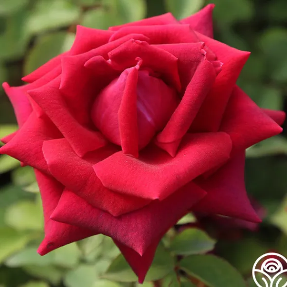 Heirloom Roses CL Crimson Glory Clearance