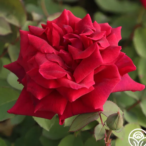 Heirloom Roses CL Crimson Glory Clearance