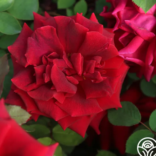 Heirloom Roses CL Crimson Glory Clearance