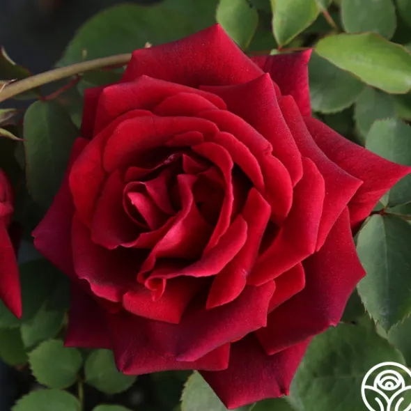 Heirloom Roses CL Crimson Glory Clearance