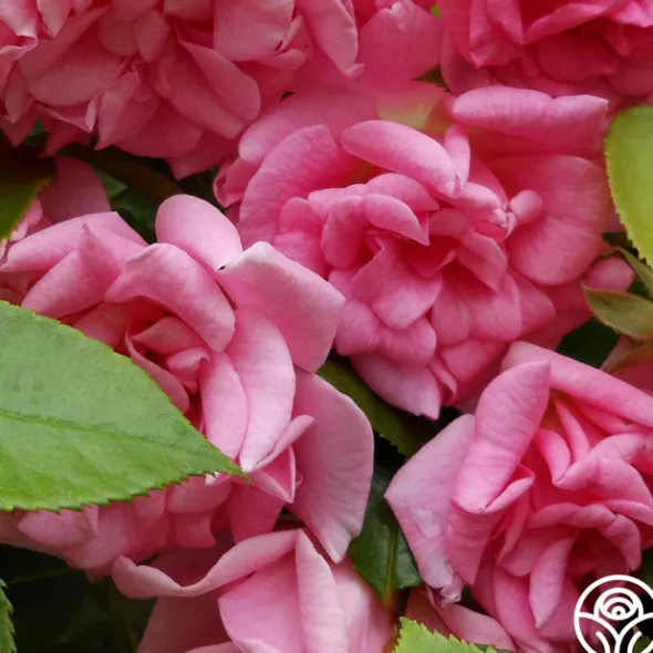 Heirloom Roses CL Pinkie Best