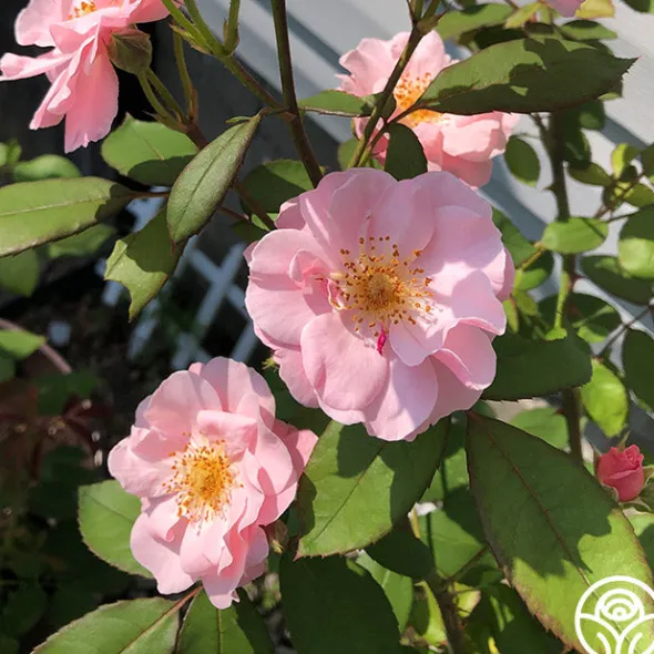 Heirloom Roses Clair Matin® Best