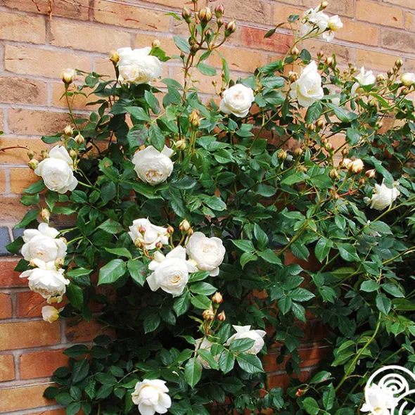 Heirloom Roses Claire Austin Outlet