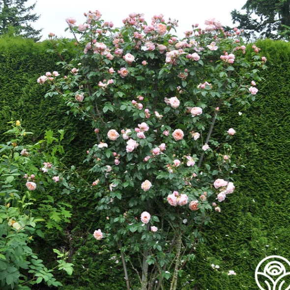 Heirloom Roses Colette® Outlet