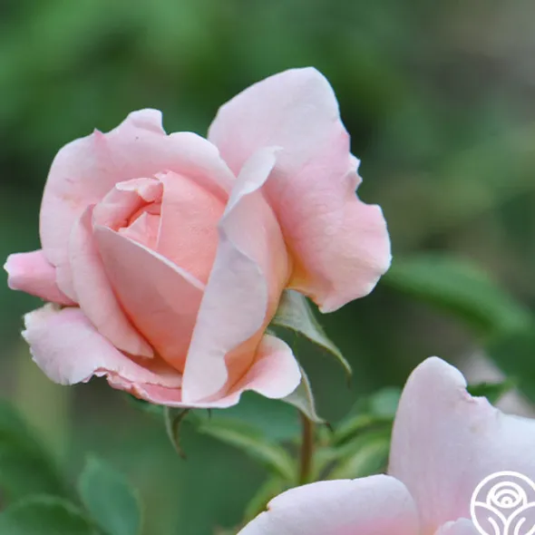 Heirloom Roses Colette® Outlet