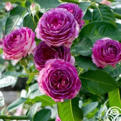 Heirloom Roses Colorful Climbers Sale