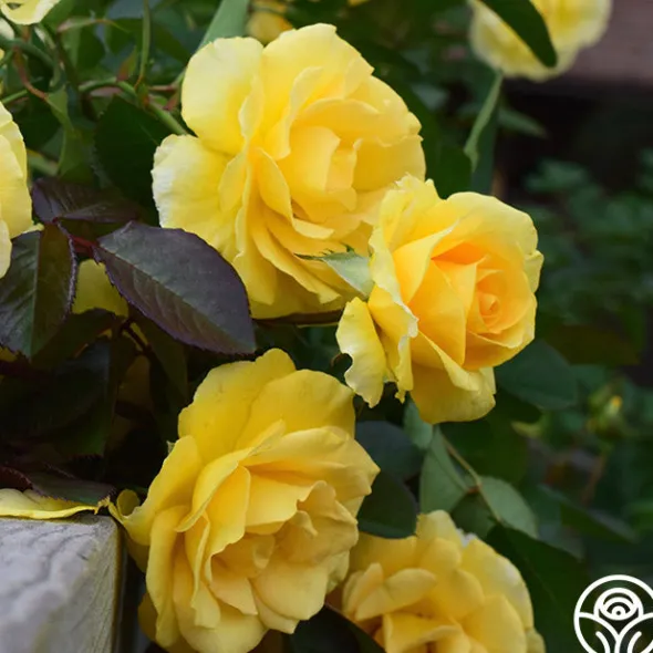 Heirloom Roses Colorful Climbers Sale