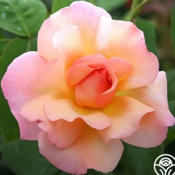 Heirloom Roses Compassion® Online