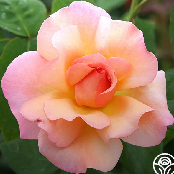 Heirloom Roses Compassion® Online