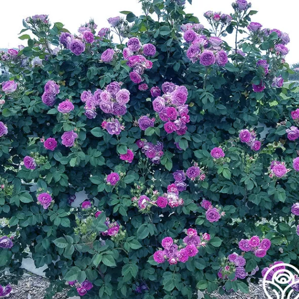 Heirloom Roses Cosmic Clouds™ Clearance