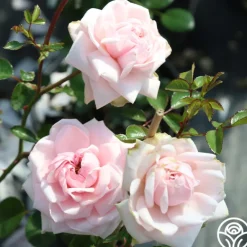 Heirloom Roses Cottage Garden Collection II Outlet